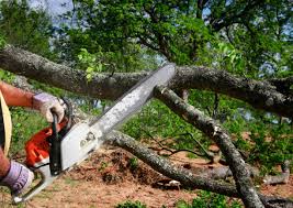 Trusted Wolfhurst, OH Tree Care Services Experts